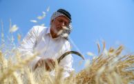 Harvesting wheat in Iraq