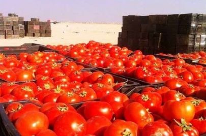 الطماطة في العراق