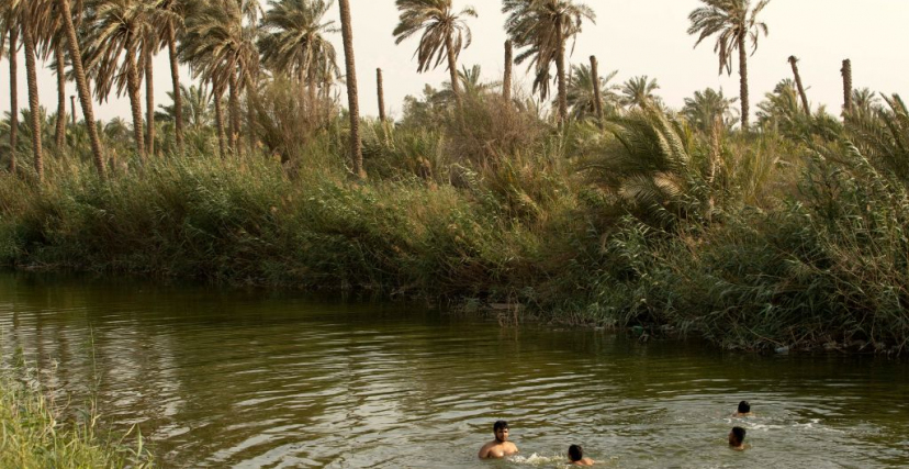 People swim in the Shatt al-Arab waterway near damaged palm trees in the southern Iraqi city of Basra