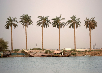 IRAQ-AGRICULTURE-PALM